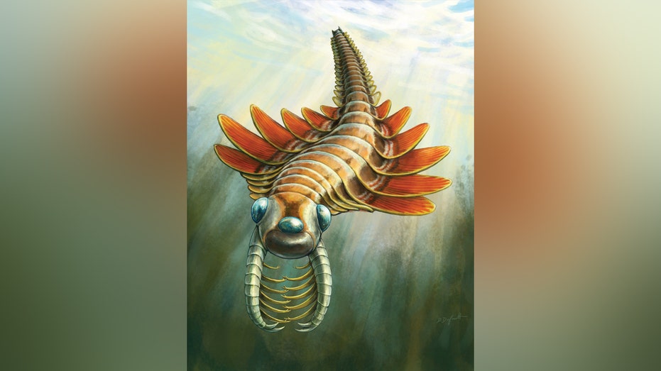 Paleontologists discover 'moth-like' predator that lived 506 million years ago Schools Australia